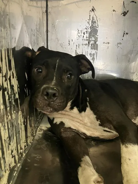 An adult medium-sized female Mixed Breed dog named Willa for adoption in Dallas, TX