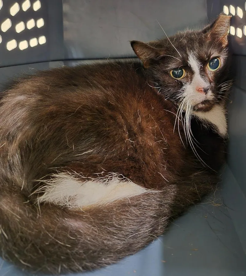A senior medium-sized female Domestic Short Hair cat named Momma for adoption in Christiansburg, VA