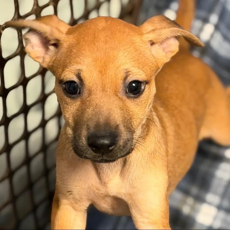 A baby small-sized female Red / Chestnut / Orange Redbone Coonhound dog named Taco for adoption in Allentown, PA