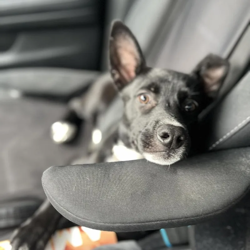 Moon Pie Mf thumbnail 3