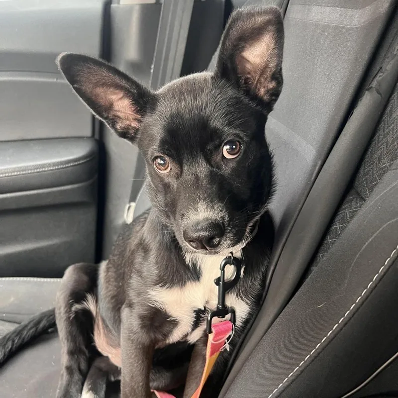A baby medium-sized female Black Black Labrador Retriever dog named Moon Pie Mf for adoption in Austin, TX