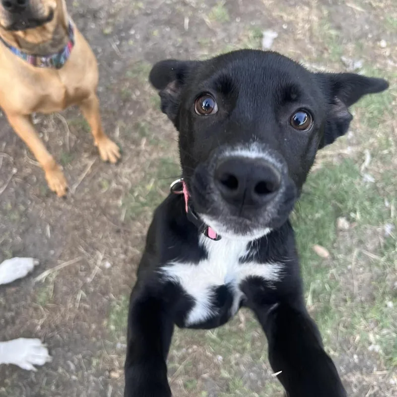 Moon Pie Mf thumbnail 4