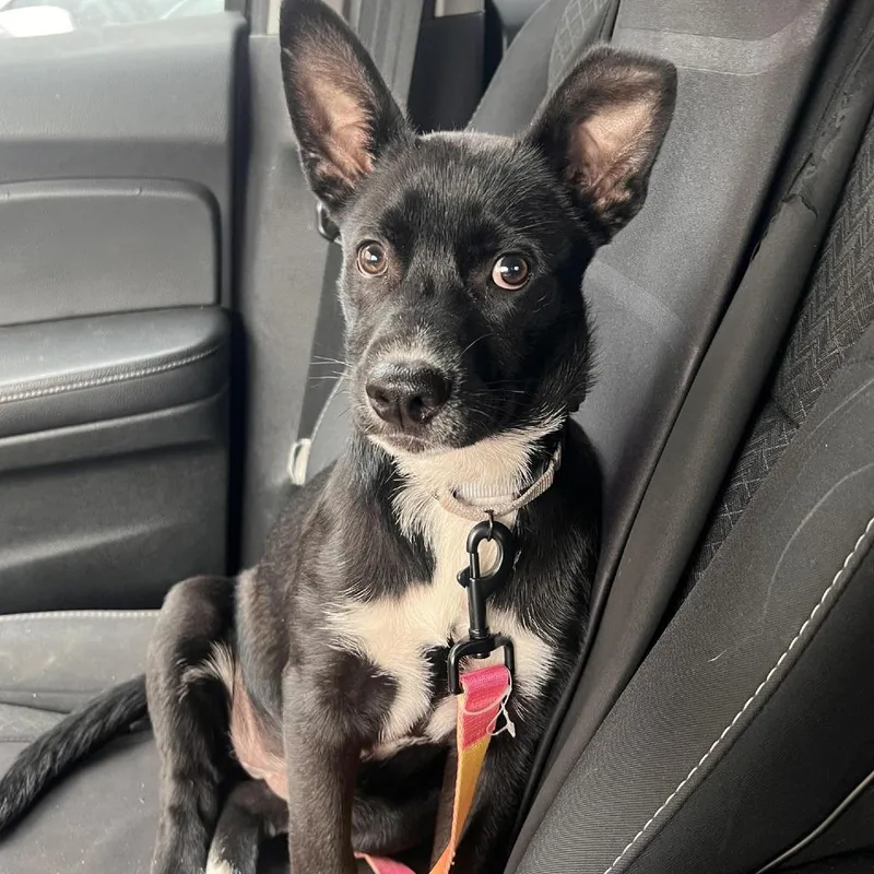 Moon Pie Mf thumbnail 5