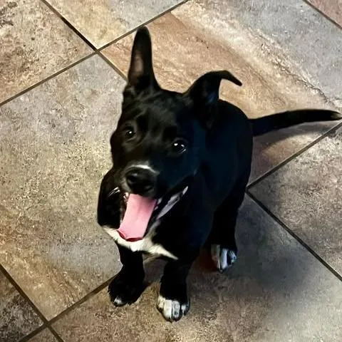 Moon Pie Mf thumbnail 6