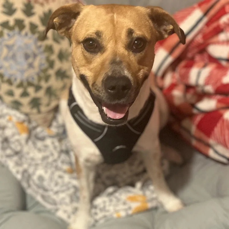 A young medium-sized female Retriever dog named Oriana for adoption in Palatine, IL