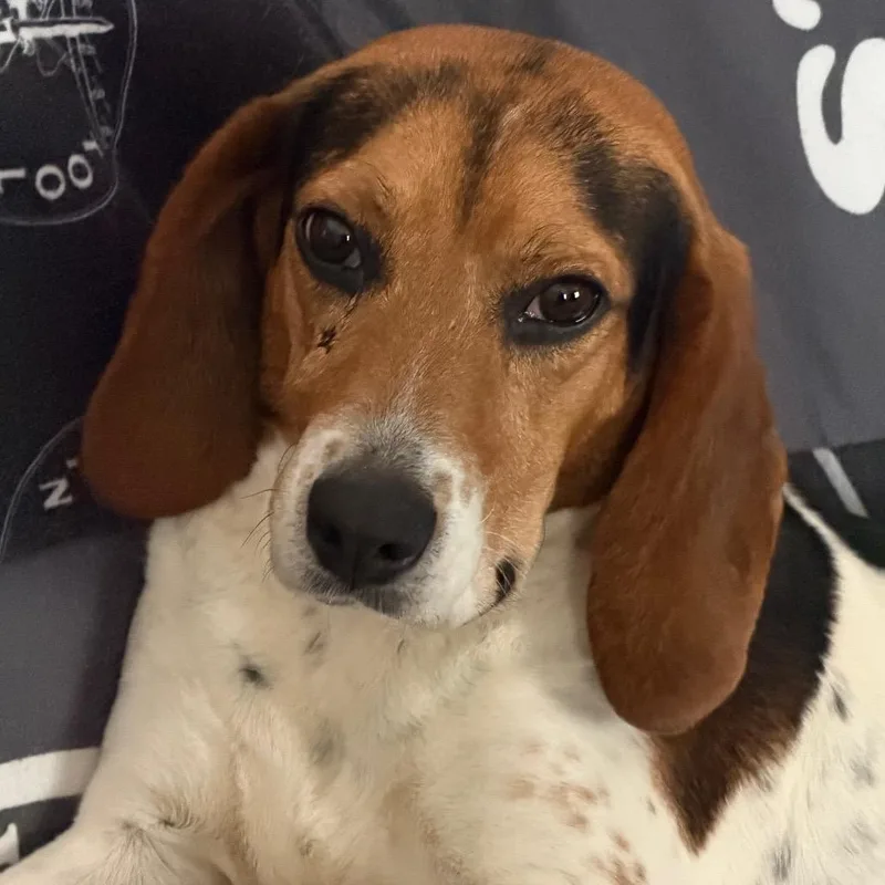 An adult medium-sized female White / Cream Beagle dog named Sawyer for adoption in Wellington, FL