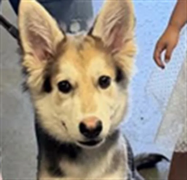 A baby small-sized male Siberian Husky dog named Benzo for adoption in Los Angeles, CA