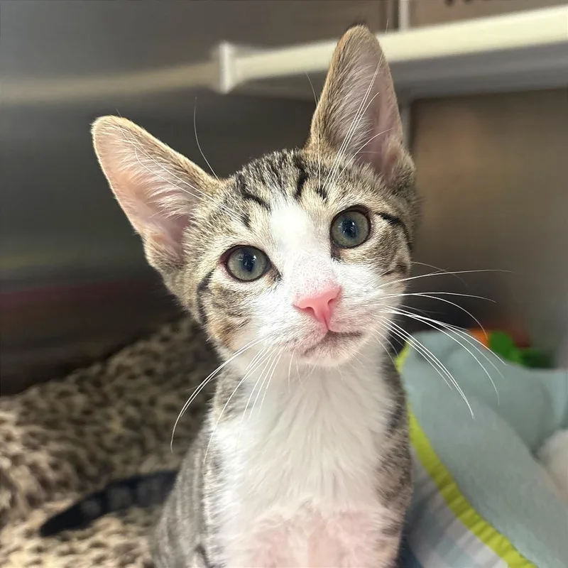 A baby small-sized male White Domestic Short Hair cat named Waddle Dee for adoption in Fort Lauderdale, FL