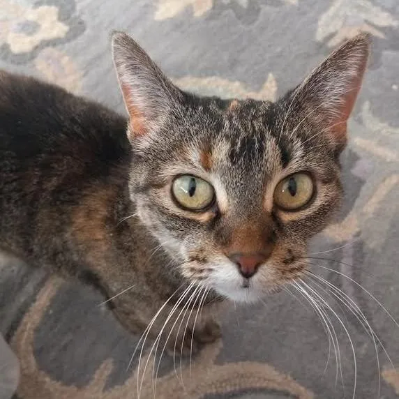 A senior medium-sized female Tortoiseshell Domestic Short Hair cat named Keekee C for adoption in Princeton, MN