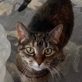 Keekee C thumbnail 3