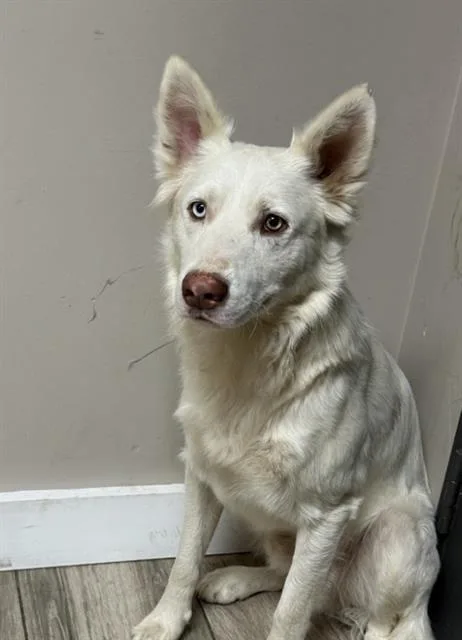 A young medium-sized male Siberian Husky dog named Ross for adoption in Redlands, CA