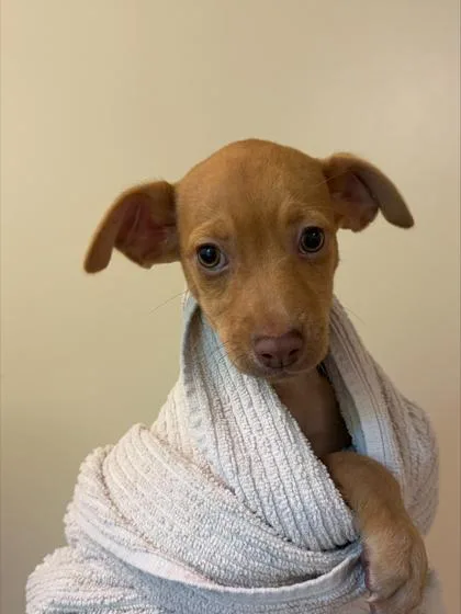 A baby small-sized male Mixed Breed dog named Zeus for adoption in Honolulu, HI