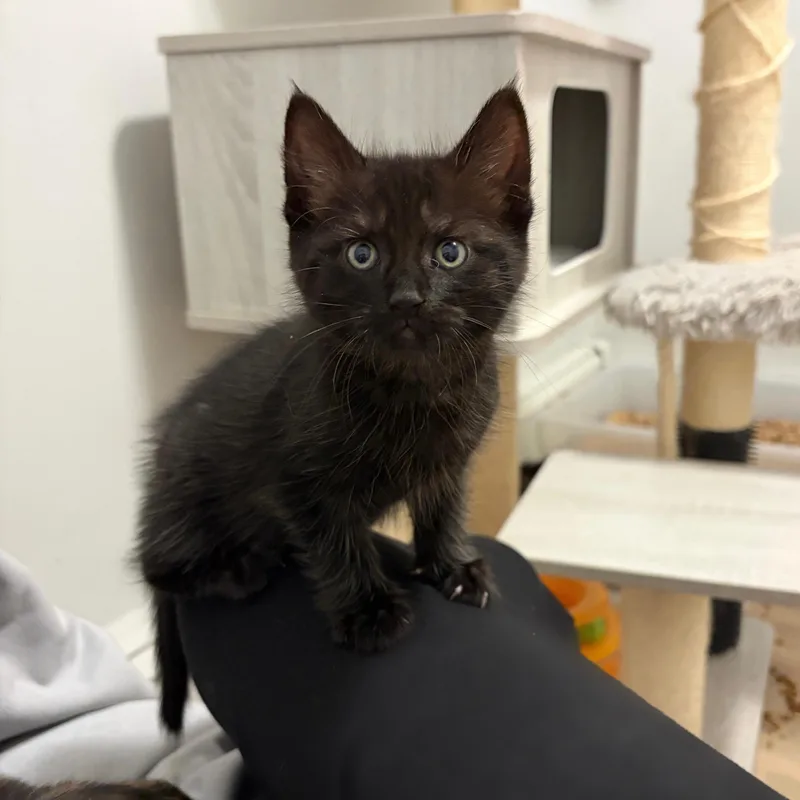 A baby medium-sized female Black Domestic Short Hair cat named Brielle for adoption in Moriches, NY