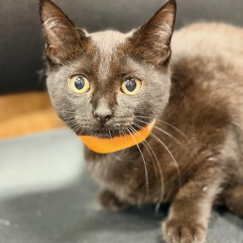A baby medium-sized female Domestic Short Hair cat named Glory for adoption in Honeoye, NY