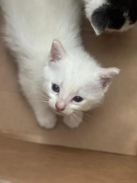 A baby medium-sized male Domestic Short Hair cat named Snow for adoption in Dallas, TX