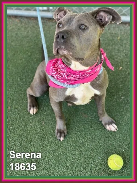 A young medium-sized female Gray / Blue / Silver Pit Bull Terrier dog named Serena for adoption in Marietta, GA