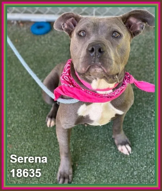 Serena thumbnail 2