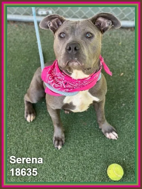 Serena thumbnail 3