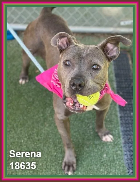 Serena thumbnail 4