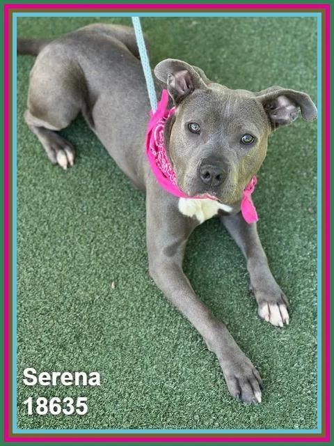 Serena thumbnail 5
