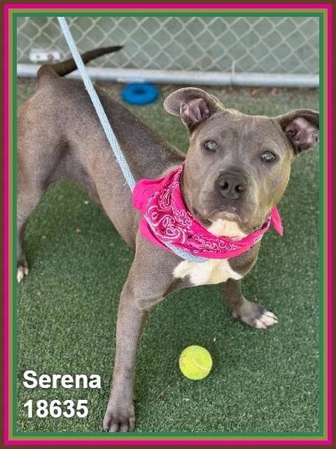 Serena thumbnail 6