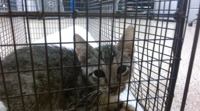 A baby small-sized male Domestic Short Hair cat named Philip for adoption in Miami, FL