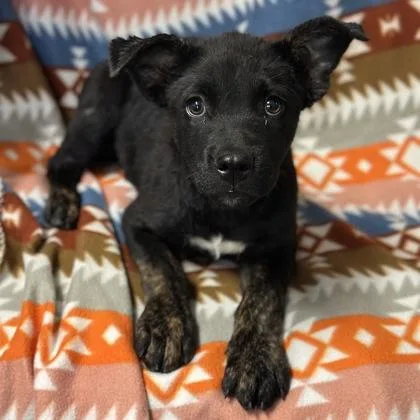 A baby medium-sized female Pit Bull Terrier dog named Jude for adoption in Red Bluff, CA