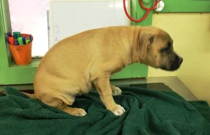 A baby medium-sized female Terrier dog named Regina for adoption in Picayune, MS