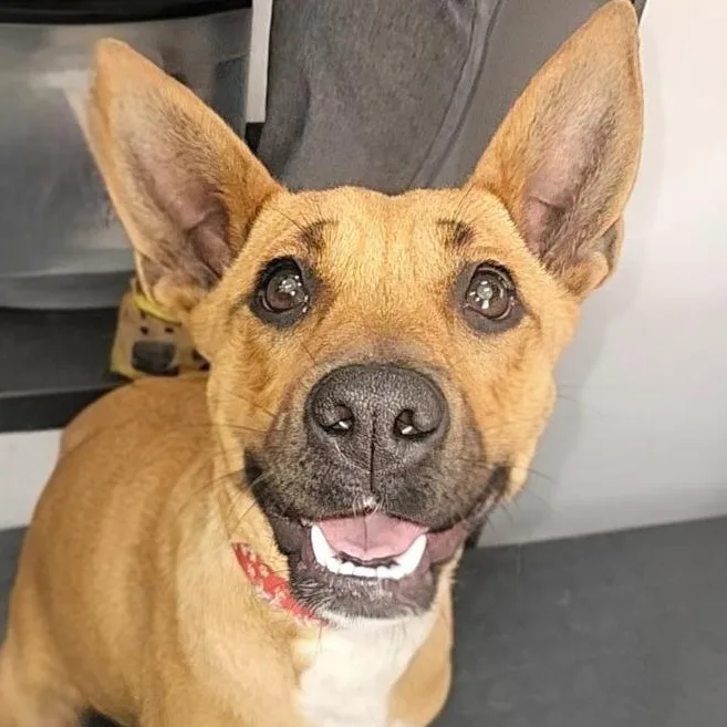 Penelope