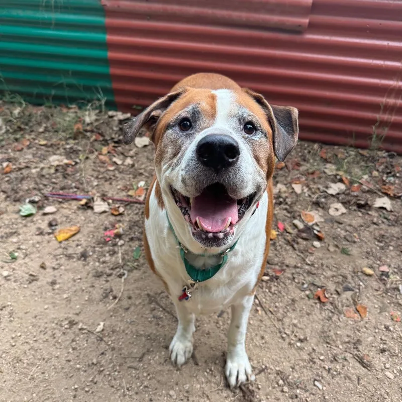 A senior extra large-sized male Yellow / Tan / Blond / Fawn Saint Bernard dog named Jelly Donut for adoption in Austin, TX