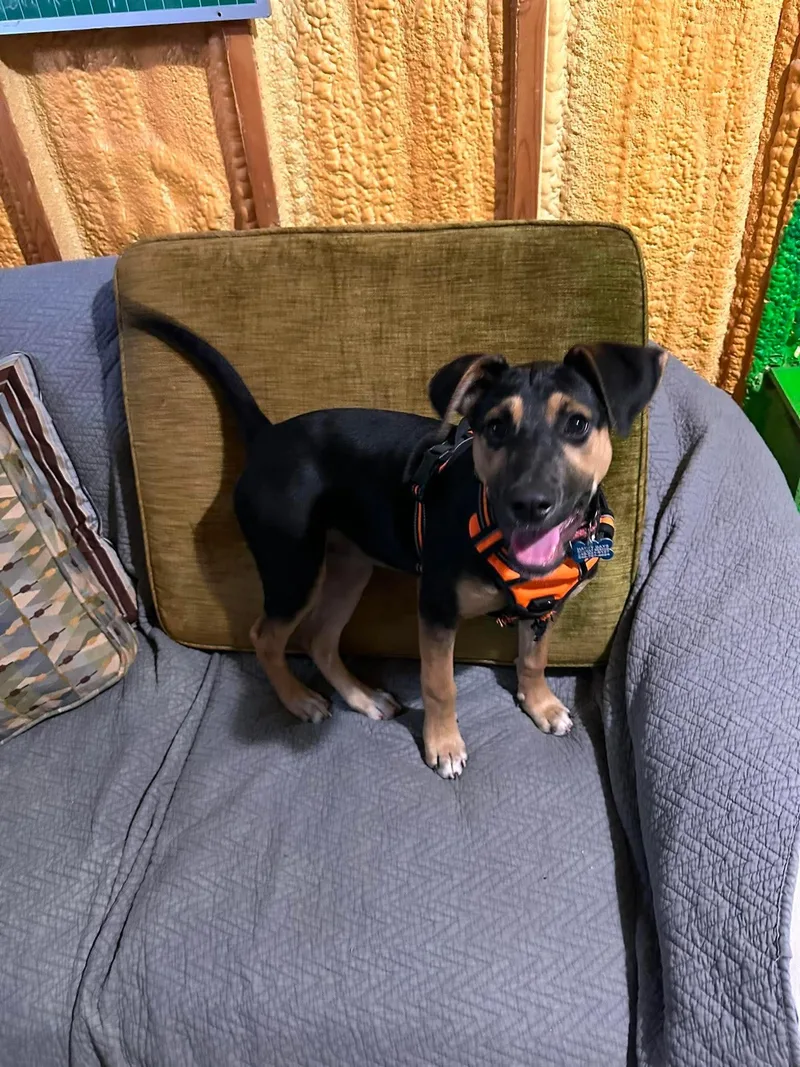 A baby medium-sized female German Shepherd Dog dog named Ava for adoption in Livonia, MI