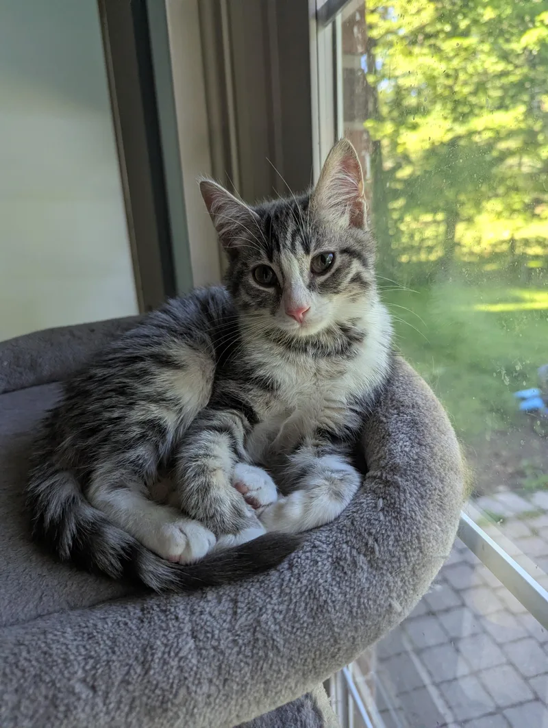 A baby medium-sized female Domestic Short Hair cat named Olivia Pierce for adoption in New Baltimore, MI