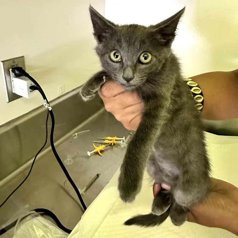 A baby small-sized male Gray / Blue / Silver Domestic Short Hair cat named Johnny for adoption in Redwood City, CA
