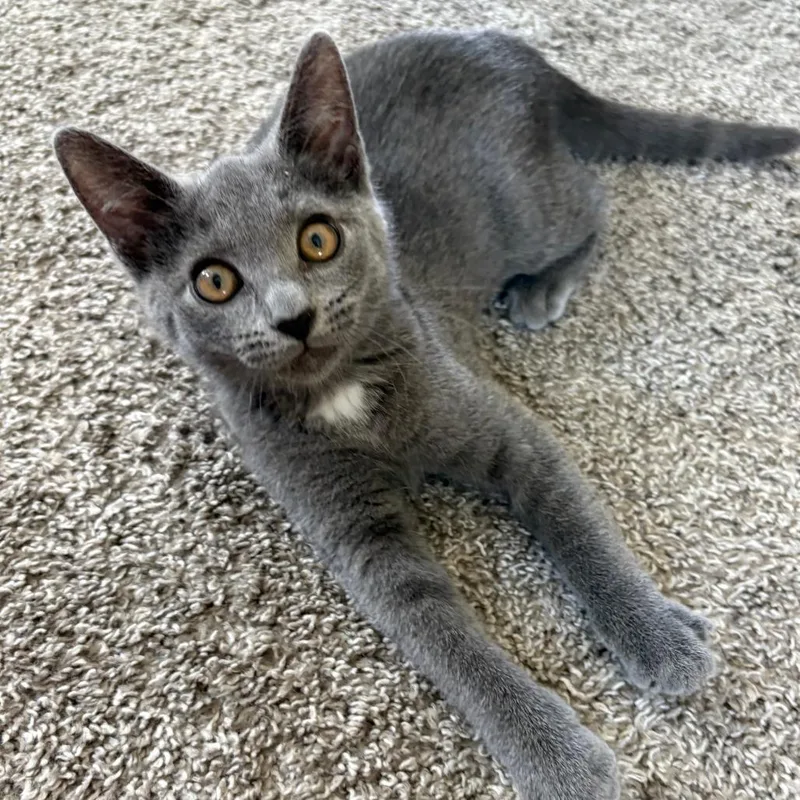 A baby small-sized female Gray / Blue / Silver Domestic Short Hair cat named Maddie for adoption in Peachtree City, GA