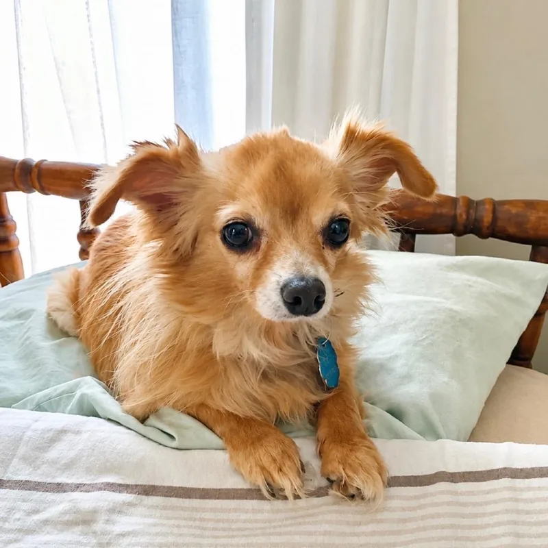 A senior small-sized female Golden Chihuahua dog named JuJu for adoption in Parkersburg, WV