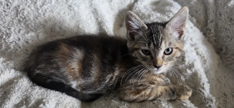 A baby medium-sized female Torbie Domestic Short Hair cat named Janet for adoption in Pendleton, OR