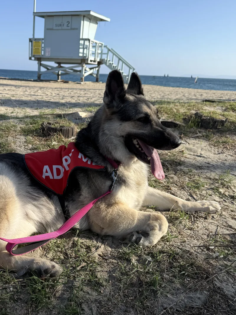 An adult large-sized female German Shepherd Dog dog named Honey for adoption in Los Angeles, CA
