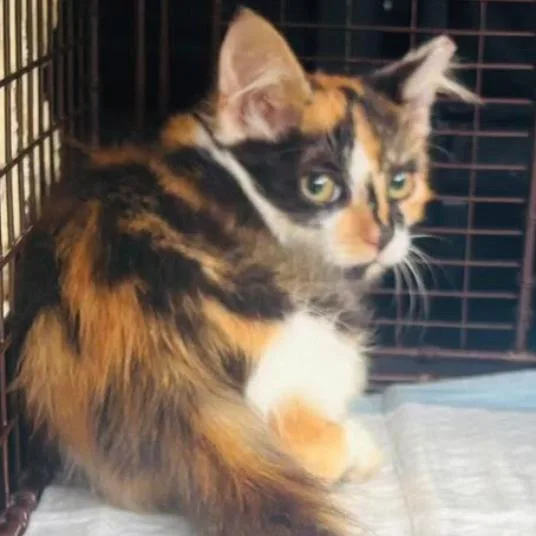 A baby small-sized female Calico Domestic Medium Hair cat named Paisley for adoption in Gordonsville, TN