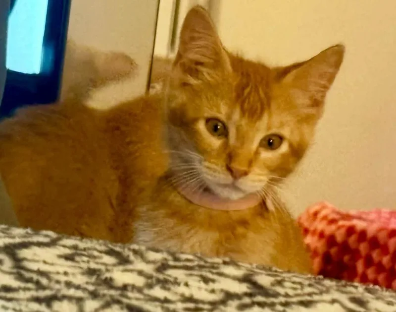A baby small-sized female Domestic Short Hair cat named Roan for adoption in Magnolia, TX