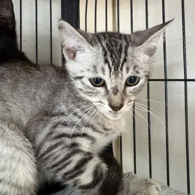 A young medium-sized male Tabby (Gray / Blue / Silver) Tabby cat named Riley for adoption in Porter, TX