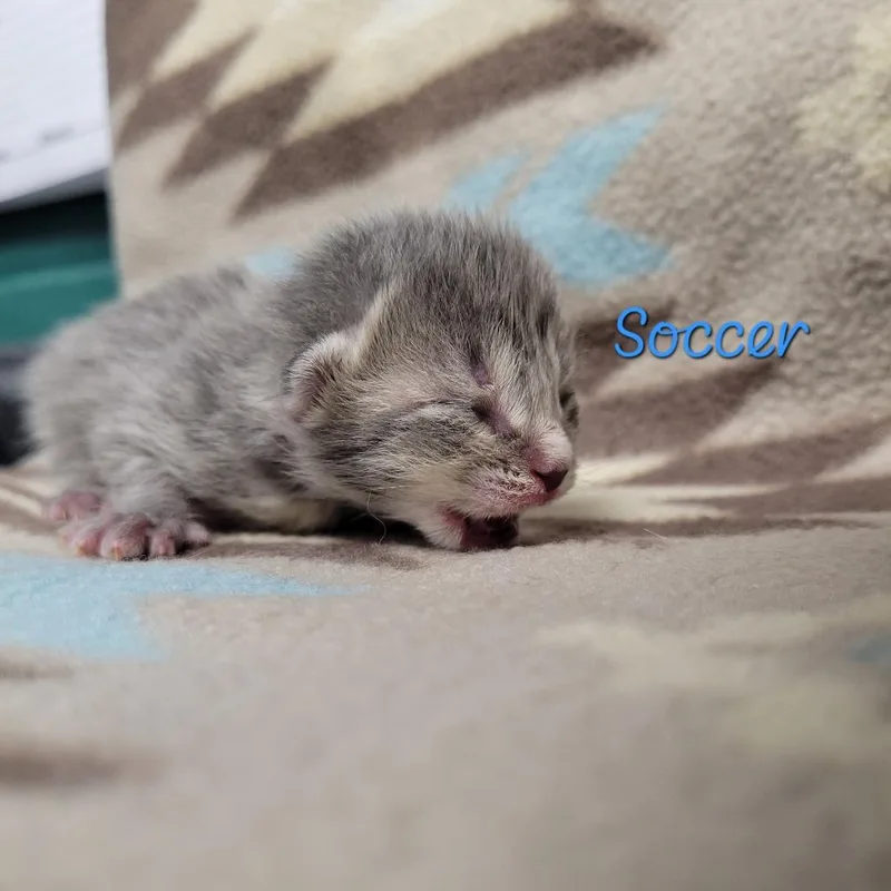 A baby small-sized female Gray / Blue / Silver Domestic Short Hair cat named Soccer for adoption in Parkersburg, WV