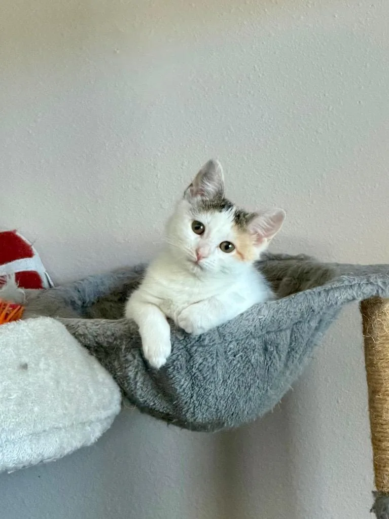 Abby