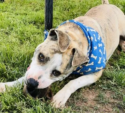 A young medium-sized male Mixed Breed dog named Timon $ for adoption in Seneca, SC