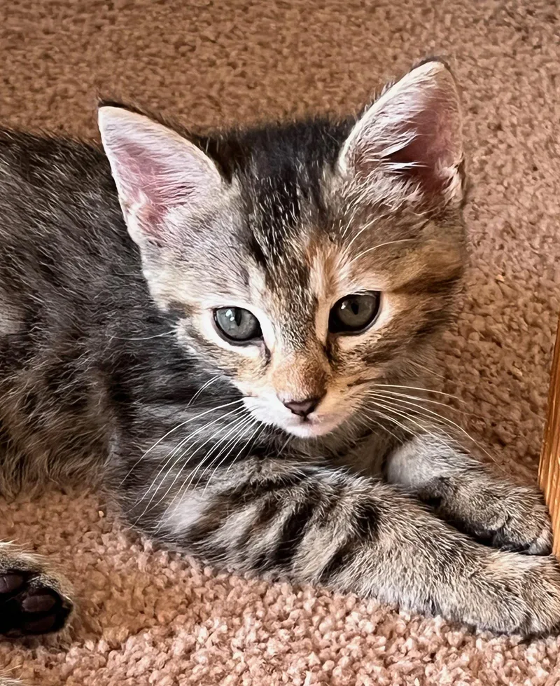 A baby small-sized female Tabby cat named Bean for adoption in Walnut Creek, CA