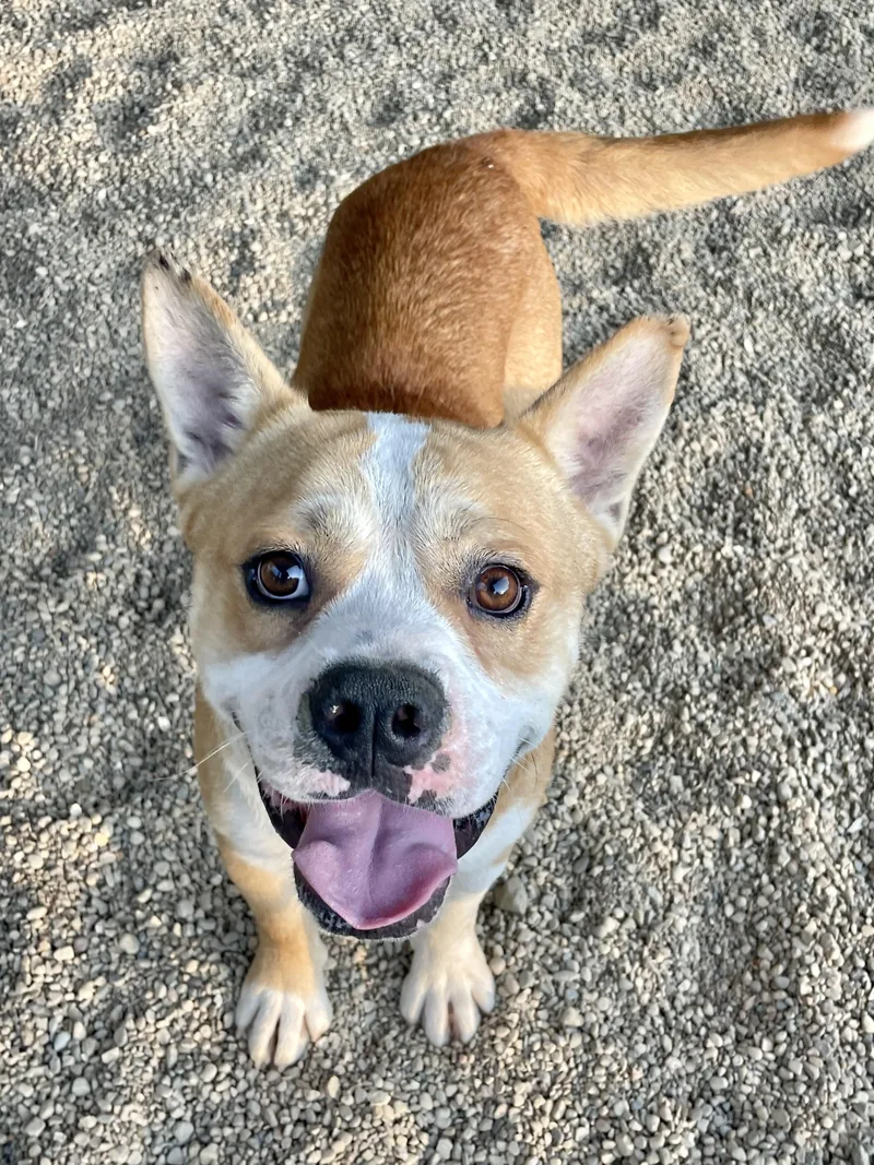 A young medium-sized male Yellow / Tan / Blond / Fawn English Bulldog dog named Seth for adoption in Lacon, IL