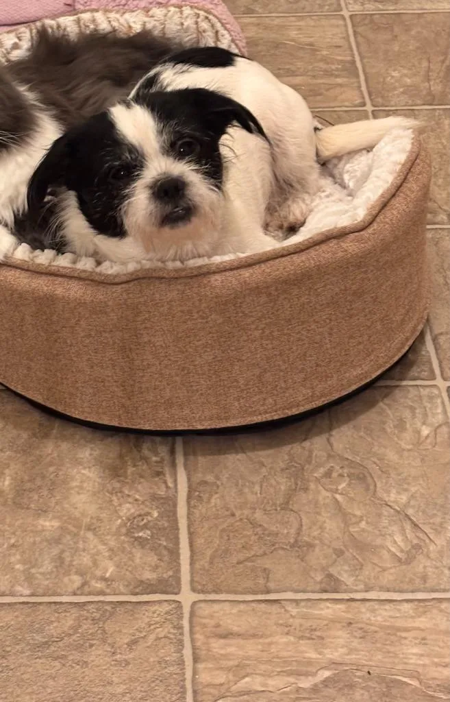 An adult small-sized male Shih Tzu dog named Midas for adoption in Bloomington, IN