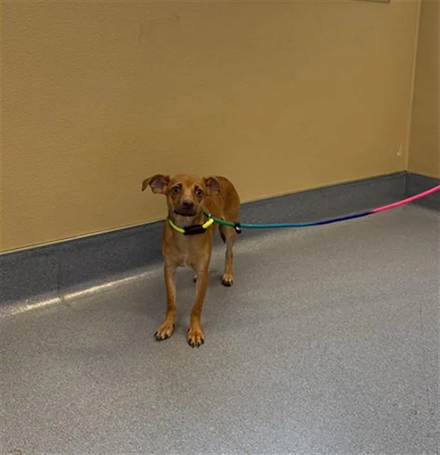 A young small-sized female Chihuahua dog named Tuna Fish for adoption in San Jose, CA