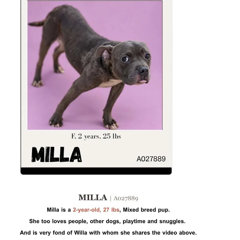 An adult medium-sized female Pit Bull Terrier dog named Millie for adoption in Archbold , OH