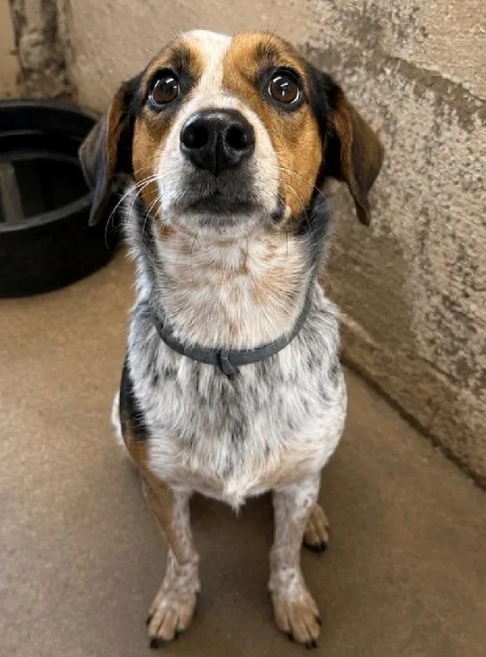 An adult small-sized female Beagle dog named Lizzy for adoption in Thompson Falls, MT