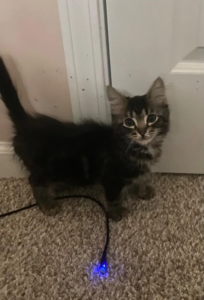 A baby small-sized male Domestic Medium Hair cat named Pillow Puff for adoption in Newnan, GA